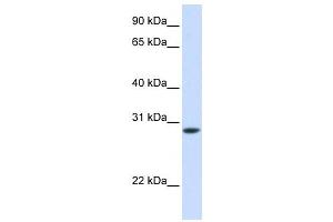 Western Blotting (WB) image for anti-Fast Skeletal Troponin T (TNNT3) antibody (ABIN2459480) (TNNT3 抗体)