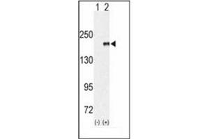 Image no. 1 for anti-Euchromatic Histone-Lysine N-Methyltransferase 1 (EHMT1) (AA 956-986) antibody (ABIN356610) (EHMT1 抗体  (AA 956-986))