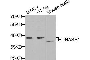Western blot analysis of extracts of various cell lines, using DNASE1 antibody (ABIN5971366) at 1/1000 dilution. (DNASE1 抗体)