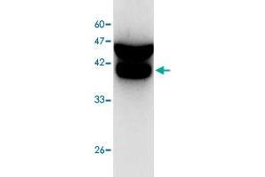 Western blot analysis of SW480 whole cell lystae with CDC42 monoclonal antibody, clone 1  at 1:1000 dilution. (CDC42 抗体)
