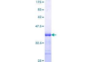 TGFBR1 Protein (AA 30-125) (GST tag)