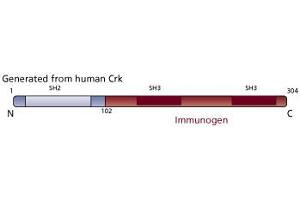 Image no. 3 for anti-V-Crk Sarcoma Virus CT10 Oncogene Homolog (Avian) (CRK) (AA 102-304) antibody (ABIN967703)