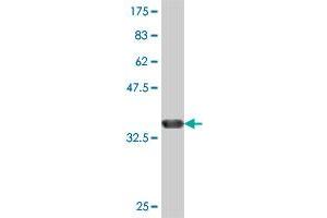 Western Blot detection against Immunogen (37 KDa) . (NHP2L1 抗体  (AA 1-100))