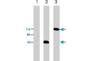 Western blot analysis using Arhgef2 polyclonal antibody  on HEK293 cell transfected with vector alone (lane 1), Arhgef2-short (lane 2) and Arhgef2-long (lane 3). (ARHGEF2 抗体)