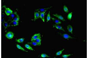 Immunofluorescent analysis of Hela cells using ABIN7161238 at dilution of 1:100 and Alexa Fluor 488-congugated AffiniPure Goat Anti-Rabbit IgG(H+L) (Neuritin 1-Like 抗体  (AA 1-165))