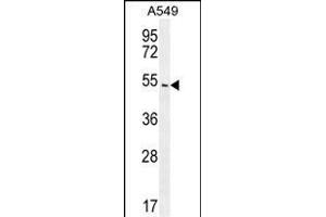 ARRB1 Antibody (C-term) (ABIN655944 and ABIN2845333) western blot analysis in A549 cell line lysates (35 μg/lane). (beta Arrestin 1 抗体  (C-Term))