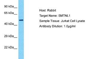 Host: Rabbit Target Name: SMTNL1 Sample Type: Jurkat Whole Cell lysates Antibody Dilution: 1. (SMTNL1 抗体  (N-Term))