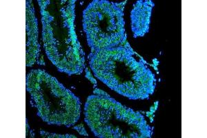 IF analysis of DDX4 using anti-DDX4 antibody (ABIN7601203). (DDX4 抗体  (AA 3-666))