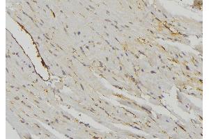 ABIN6274718 at 1/100 staining Mouse muscle tissue by IHC-P. (MRPS16 抗体)