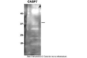 Sample: SH-SY5Y cells,  2. (Caspase 7 抗体  (N-Term))
