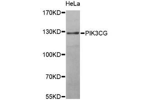 Western blot analysis of extracts of HeLa cells, using PIK3CG antibody (ABIN5970096) at 1/1000 dilution. (PIK3 gamma 抗体)