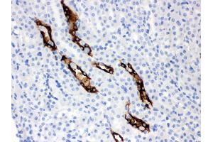 Anti- Aquaporin 2 Picoband antibody, IHC(P) IHC(P): Mouse Kidney Tissue (AQP2 抗体  (C-Term))