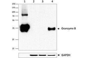 Western Blotting (WB) image for anti-Granzyme B (GZMB) (AA 21-247) antibody (ABIN2666250) (GZMB 抗体  (AA 21-247))