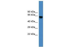 WB Suggested Anti-USP17L2 Antibody Titration: 0.
