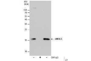 IP Image Immunoprecipitation of UBE2L3 protein from HeLa whole cell extracts using 5 μg of UBE2L3 antibody, Western blot analysis was performed using UBE2L3 antibody, EasyBlot anti-Rabbit IgG  was used as a secondary reagent. (UBE2L3 抗体  (C-Term))