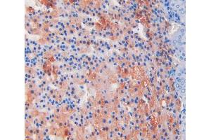 IHC-P analysis of adrenal gland tissue, with DAB staining. (ADAMTS1 抗体  (AA 854-967))