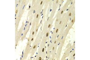 Immunohistochemistry (Paraffin-embedded Sections) (IHC (p)) image for anti-Karyopherin (Importin) alpha 4 (KPNA4) (AA 1-240) antibody (ABIN3015855)