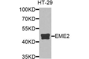 Western blot analysis of extracts of HT-29 cells, using EME2 antibody. (EME2 抗体)
