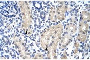 Immunohistochemical staining (Formalin-fixed paraffin-embedded sections) of human kidney with APTX polyclonal antibody  at 4-8 ug/mL working concentration. (Aprataxin 抗体  (C-Term))