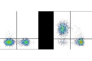 C57Bl/6 splenocytes were stained with APC Anti-Mouse CD3 (ABIN6961872) and 0. (MHC II (I-A/I-E) 抗体  (violetFluor™ 500))