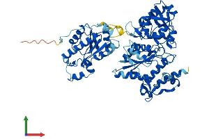 AlphaFold protein structure predicition of Human Recombinant PAPSS2 Protein, UniprotID O95340