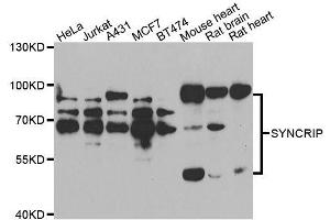 Western blot analysis of extracts of various cell lines, using SYNCRIP antibody. (SYNCRIP 抗体  (AA 1-200))