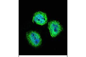 Immunofluorescence (IF) image for anti-Signal Transducer and Activator of Transcription 4 (STAT4) (AA 666-695), (C-Term) antibody (ABIN657644)