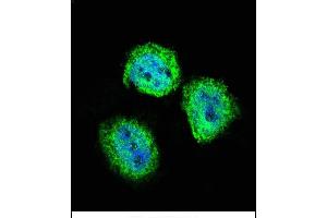 Confocal immunofluorescent analysis of STAT4 Antibody (C-term) (ABIN657644 and ABIN2846639) with Hela cell followed by Alexa Fluor 488-conjugated goat anti-rabbit lgG (green). (STAT4 抗体  (C-Term))