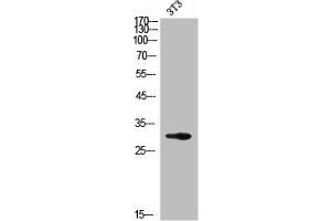 Western Blot analysis of NIH-3T3 cells using PSA Polyclonal Antibody (Prostate Specific Antigen 抗体  (Internal Region))