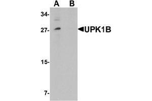 Western blot analysis of UPK1B in mouse bladder tissue lysate with UPK1B Antibody  at (A) 0. (Uroplakin 1B 抗体  (Middle Region))
