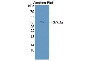 Western Blotting (WB) image for anti-Interleukin 12 beta (IL12B) (AA 23-329) antibody (ABIN3209538) (IL12B 抗体  (AA 23-329))