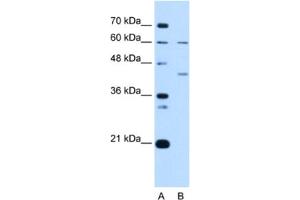 Western Blotting (WB) image for anti-Replication Factor C (Activator 1) 5, 36.5kDa (RFC5) antibody (ABIN2462953) (RFC5 抗体)