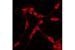 ABIN6274591 staining Hela by IF/ICC. (AVEN 抗体  (C-Term))