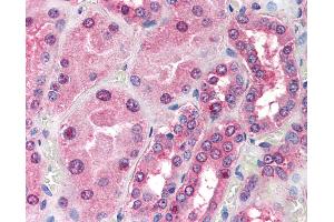 Anti-TOM1L1 antibody IHC of human kidney.