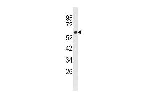 Western blot analysis of anti-FACL3 Antibody (N-term) (ABIN389110 and ABIN2839300) in 293 cell line lysates (35 μg/lane). (Acsl3 抗体  (N-Term))