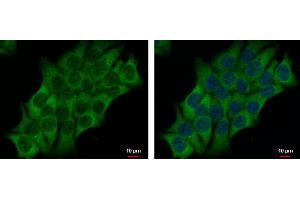 ICC/IF Image AHCYL2 antibody [N3C3] detects AHCYL2 protein at cytoplasm by immunofluorescent analysis. (AHCYL2 抗体)
