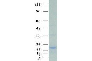 Validation with Western Blot