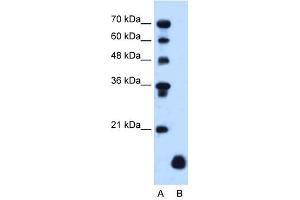 PLP2 antibody used at 1. (PLP2 抗体)
