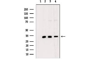 Western blot analysis of extracts from various samples, using MAGG1 Antibody. (Necdin-Like 2 抗体  (Internal Region))