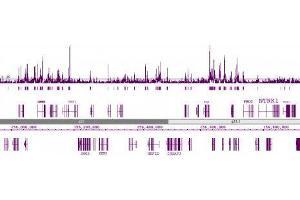 Chromatin IP:: ChIP performed on HeLa cell chromatin using 39123. (Histone H2B 抗体  (acLys5))