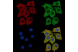 JNK3 Mouse Monoclonal Antibody staining HepG2 cells by IF/ICC. (MAPK10 抗体  (C-Term))