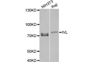 Western blot analysis of extracts of NIH3T3 and Raji cell lines, using IVL antibody. (Involucrin 抗体)