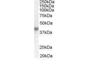 Image no. 2 for anti-Dual Specificity Phosphatase 1 (DUSP1) (C-Term) antibody (ABIN374121)