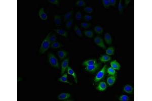 Immunofluorescent analysis of HepG2 cells using ABIN7147043 at dilution of 1:100 and Alexa Fluor 488-congugated AffiniPure Goat Anti-Rabbit IgG(H+L) (M6PR 抗体  (AA 1-277))