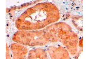 PCSK9 polyclonal antibody  (4 ug/mL) staining of paraffin embedded human kidney.