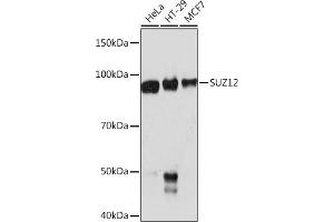 Western blot analysis of extracts of various cell lines, using SUZ12 Rabbit mAb (ABIN1682362, ABIN3018837, ABIN3018838 and ABIN7101670) at 1:1000 dilution.