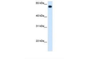 Image no. 2 for anti-Aldehyde Dehydrogenase 4 Family, Member A1 (ALDH4A1) (C-Term) antibody (ABIN320974) (ALDH4A1 抗体  (C-Term))
