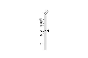 Western Blotting (WB) image for anti-Sirtuin 3 (SIRT3) (AA 304-334), (C-Term) antibody (ABIN652184)