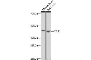 Western blot analysis of extracts of various cell lines, using CELF1 Rabbit mAb (ABIN3021556, ABIN3021557, ABIN3021558, ABIN1512841 and ABIN1514019) at 1:1000 dilution. (CELF1 抗体)