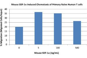SDS-PAGE of Mouse Stromal Cell-Derived Factor-1 alpha (CXCL12) Recombinant Protein Bioactivity of Mouse Stromal Cell-Derived Factor-1 alpha (CXCL12) Recombinant Protein. (CXCL12 蛋白)